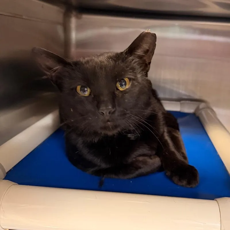 An adult large-sized male Black Domestic Short Hair cat named Slade for adoption in Indianapolis, IN