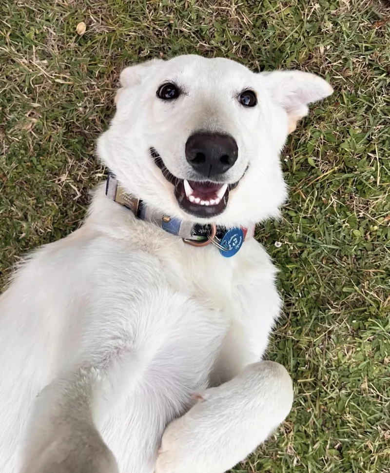 A young medium-sized female White German Shepherd dog named Denali for adoption in Pasadena, CA