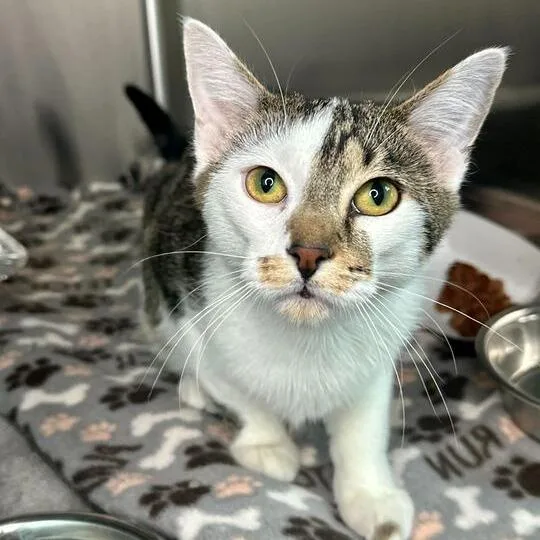 A young small-sized male Brown / Chocolate Domestic Short Hair cat named Reed for adoption in Matteson, IL