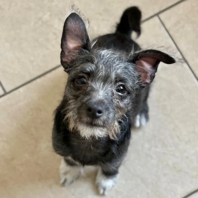 A baby small-sized male Black Terrier dog named Arlo Guthrie for adoption in San Pablo, CA