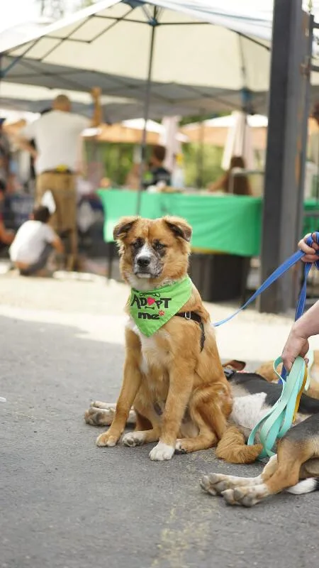 An adult medium-sized male Golden Border Collie dog named Declan for adoption in renton, WA