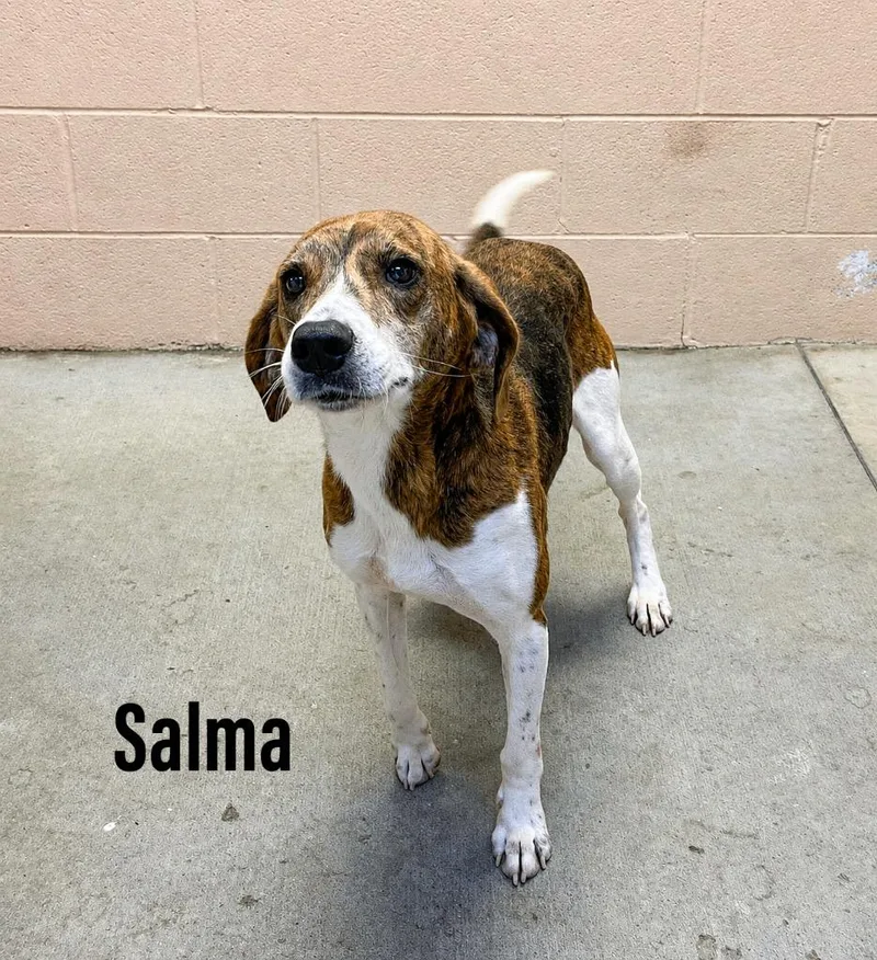 A young large-sized female Hound dog named Salma for adoption in Clearfield, KY