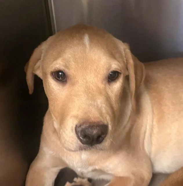 A baby small-sized male Pit Bull Terrier dog named James for adoption in Tucson, AZ
