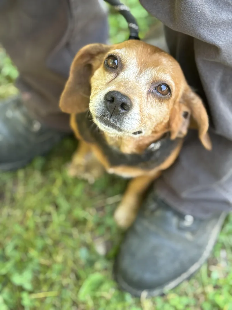 An adult small-sized female Tricolor (Brown, Black, & White) Beagle dog named Ballerina for adoption in Meherrin, VA