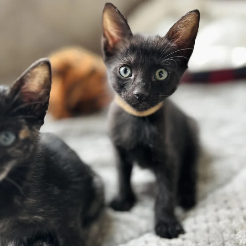A baby small-sized male Black American Shorthair cat named Noir for adoption in Seguin, TX