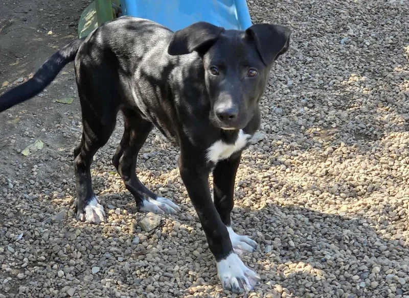 A young large-sized male Black Labrador Retriever dog named Shyloh for adoption in Anniston, AL