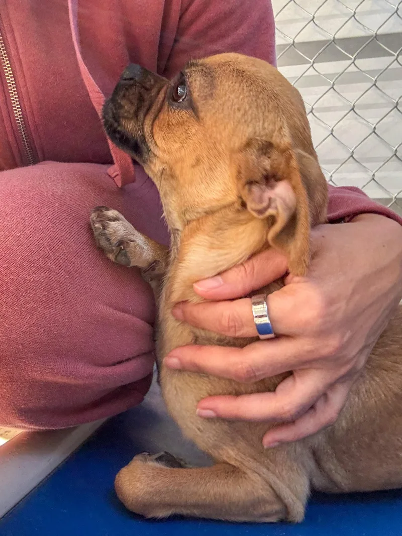 A young small-sized female Yellow / Tan / Blond / Fawn Pug dog named Cheri for adoption in Fresno, CA