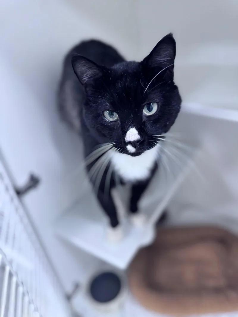 A young medium-sized male Black & White / Tuxedo Domestic Short Hair cat named Blimey Limey for adoption in Satellite Beach, FL