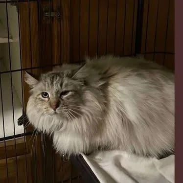 An adult large-sized female Domestic Long Hair cat named Pearl for adoption in Nampa, ID