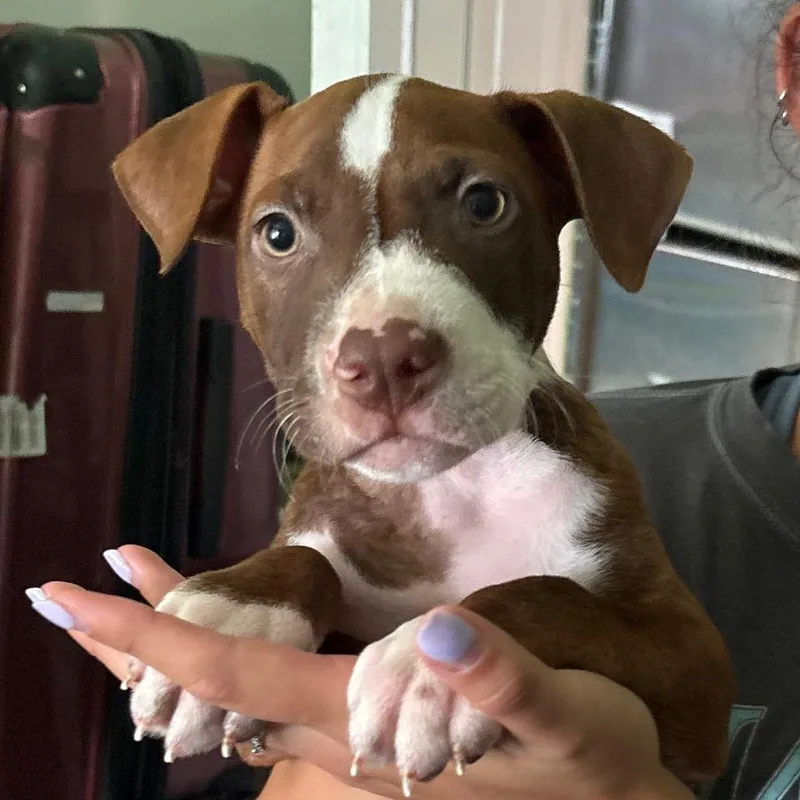 A baby small-sized male Brown / Chocolate American Staffordshire Terrier dog named Monk for adoption in Tampa, FL