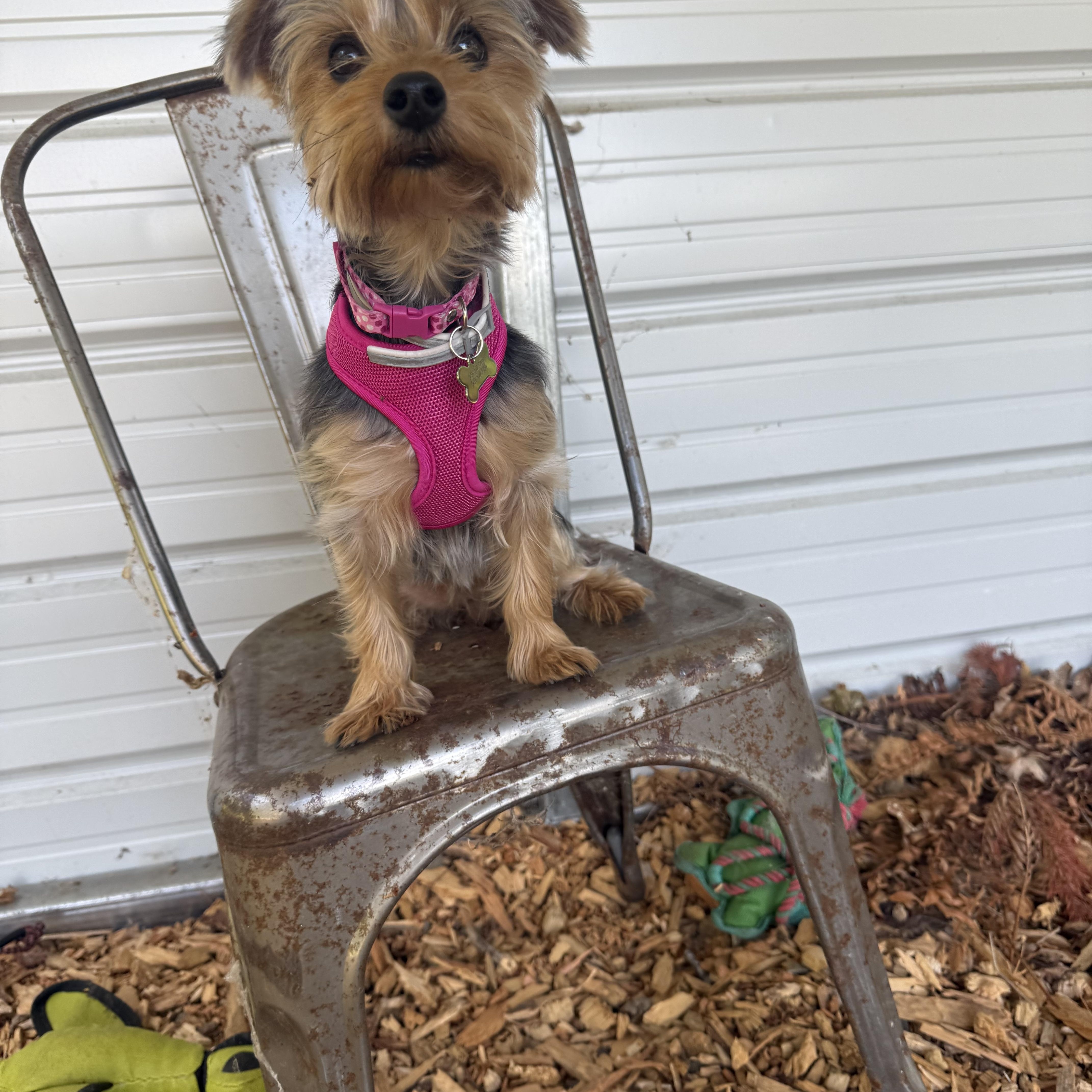 A young small-sized female Tricolor (Brown, Black, & White) Yorkshire Terrier dog named Brooklyn for adoption in Eugene, OR