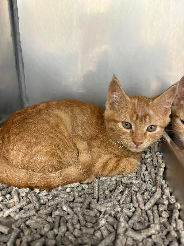 A young medium-sized male Tabby (Orange / Red) Domestic Short Hair cat named Simon for adoption in Providence Forge, VA