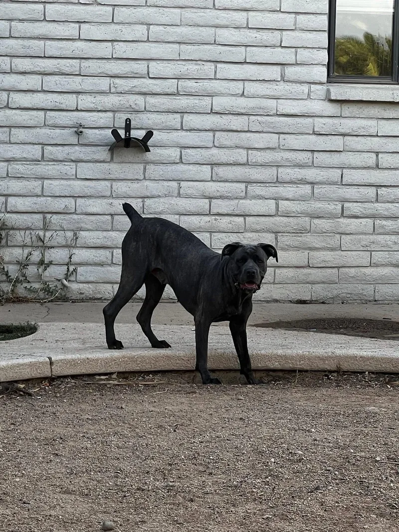 A young extra large-sized female Cane Corso dog named Diamond for adoption in Glendale, AZ