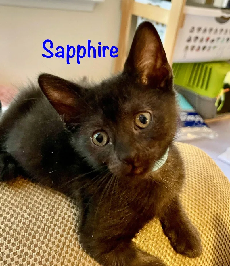 A baby medium-sized female Black Domestic Short Hair cat named Sapphire for adoption in Reston, VA