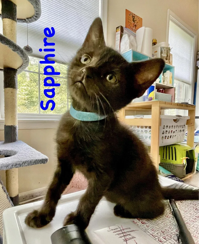 Sapphire thumbnail 2