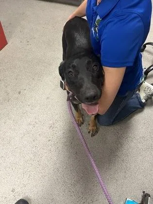 An adult large-sized female Hound dog named Destiny for adoption in Gainesville, FL