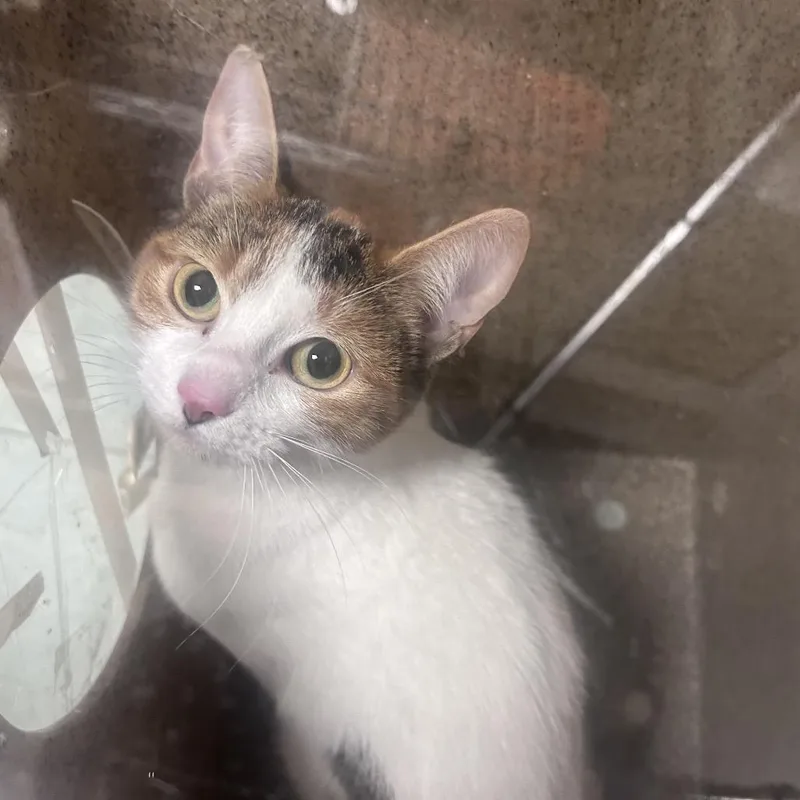 A young medium-sized female White Domestic Short Hair cat named Snowball for adoption in Philadelphia, PA