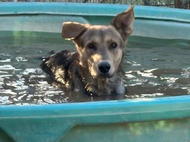 An adult medium-sized male Brown / Chocolate German Shepherd Dog dog named Mugsy for adoption in Rockdale, TX