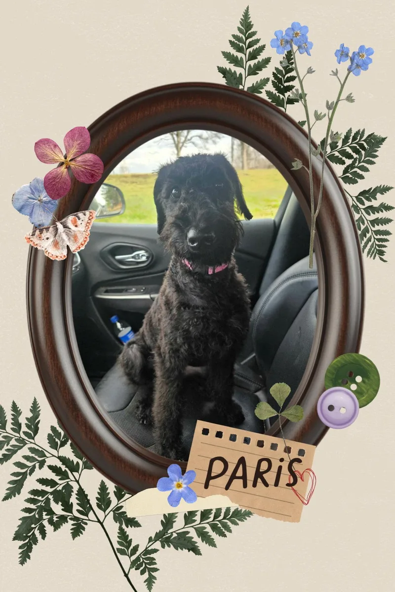 A young extra large-sized female Standard Poodle dog named Paris for adoption in Walnutport, PA