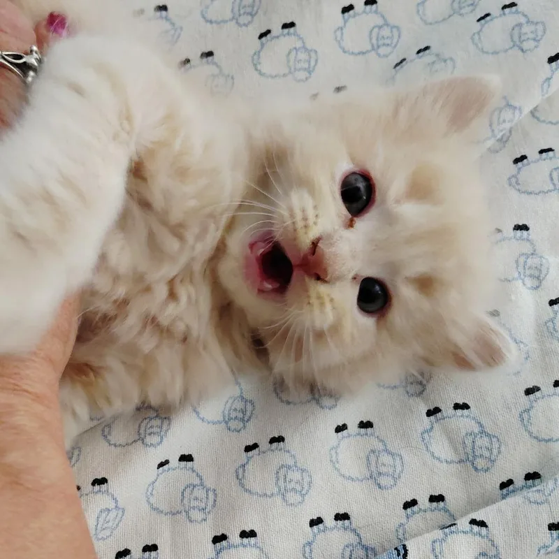 A baby small-sized male Buff / Tan / Fawn Domestic Long Hair cat named Fuzz Nutters for adoption in St. Peters, MO