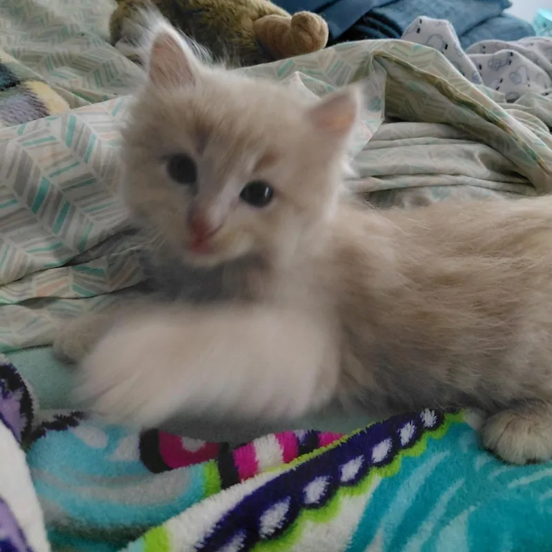 Fuzz Nutters thumbnail 2