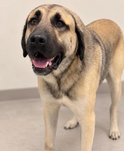 An adult extra large-sized male Anatolian Shepherd dog named Alejandro for adoption in Gulfport, MS