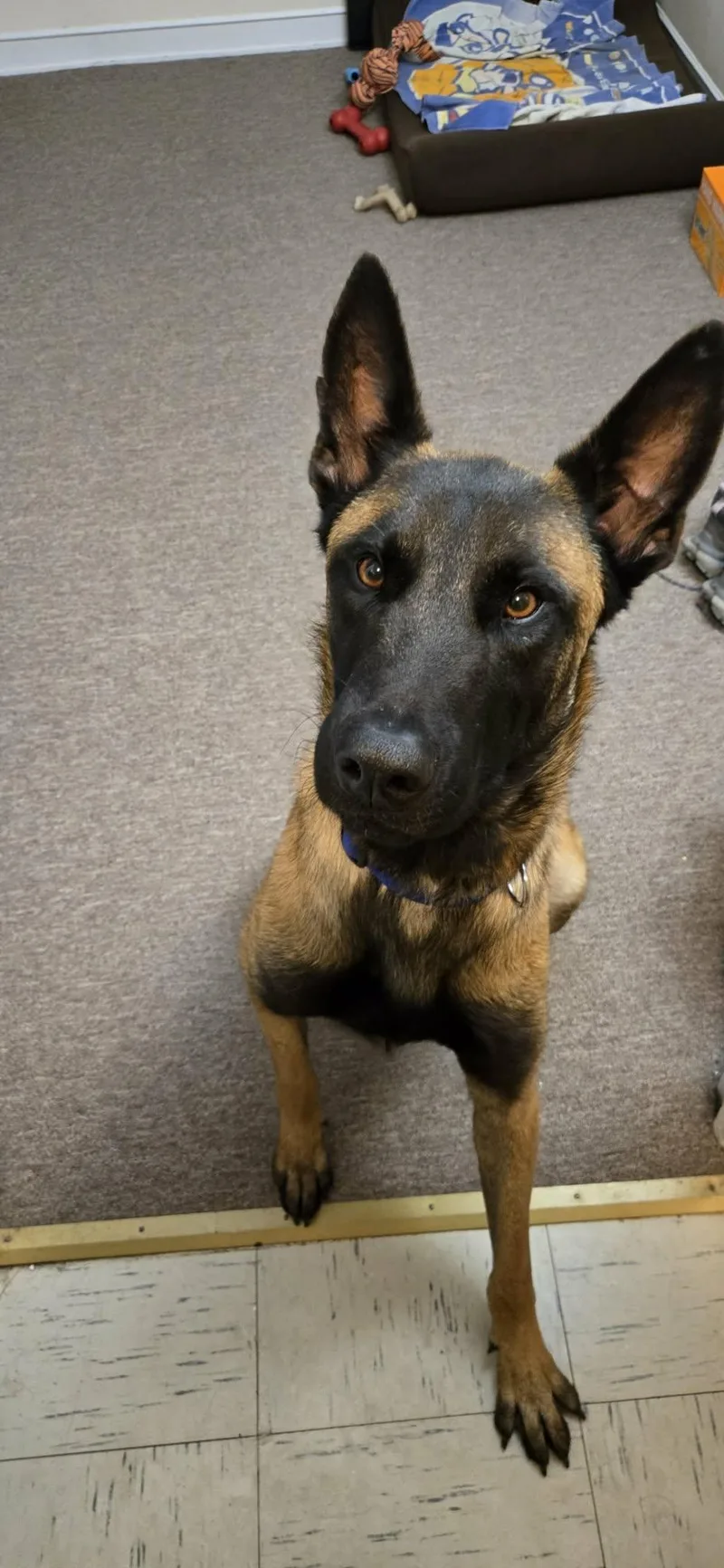 A young medium-sized male Shepherd dog named Buddy for adoption in Westwood, NJ