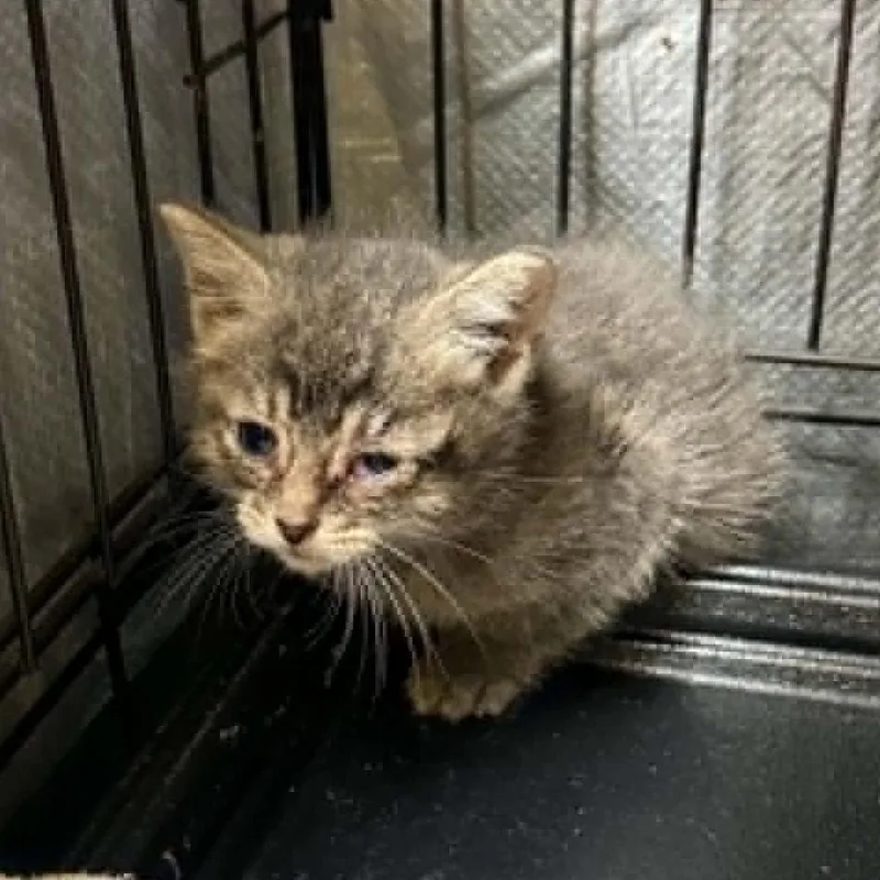 A baby small-sized female Gray / Blue / Silver Domestic Short Hair cat named Houston for adoption in Stephenville, TX