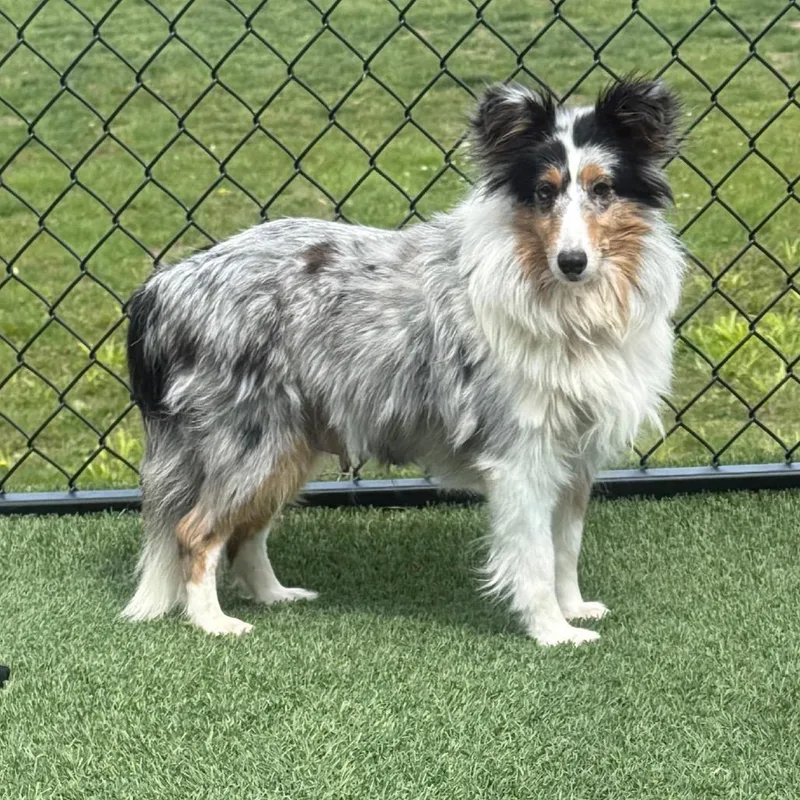 An adult small-sized female Shetland Sheepdog / Sheltie dog named Elsie for adoption in Zionsville, IN
