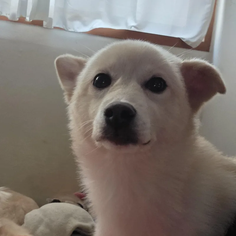 A young small-sized female Jindo dog named Booboo for adoption in DANVERS, MA