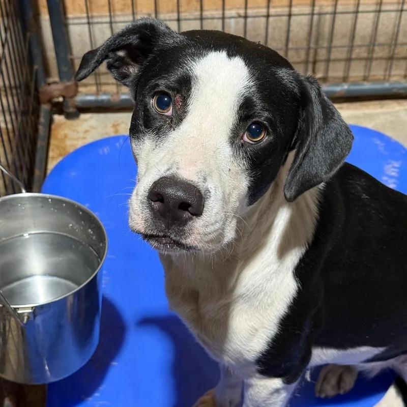A young medium-sized female Black Pit Bull Terrier dog named Jessie for adoption in Fort Smith, AR