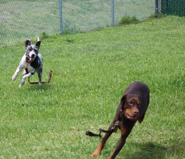 An adult medium-sized male Mixed Breed dog named Riko for adoption in Melbourne, FL