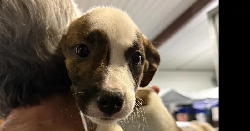 A baby small-sized male Mixed Breed dog named Beethoven for adoption in Papillion, NE
