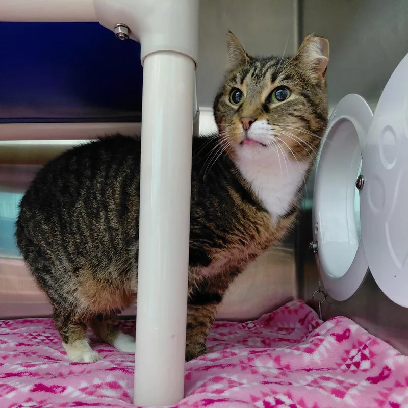 A senior small-sized female Black Domestic Short Hair cat named Willow for adoption in Philadelphia, PA