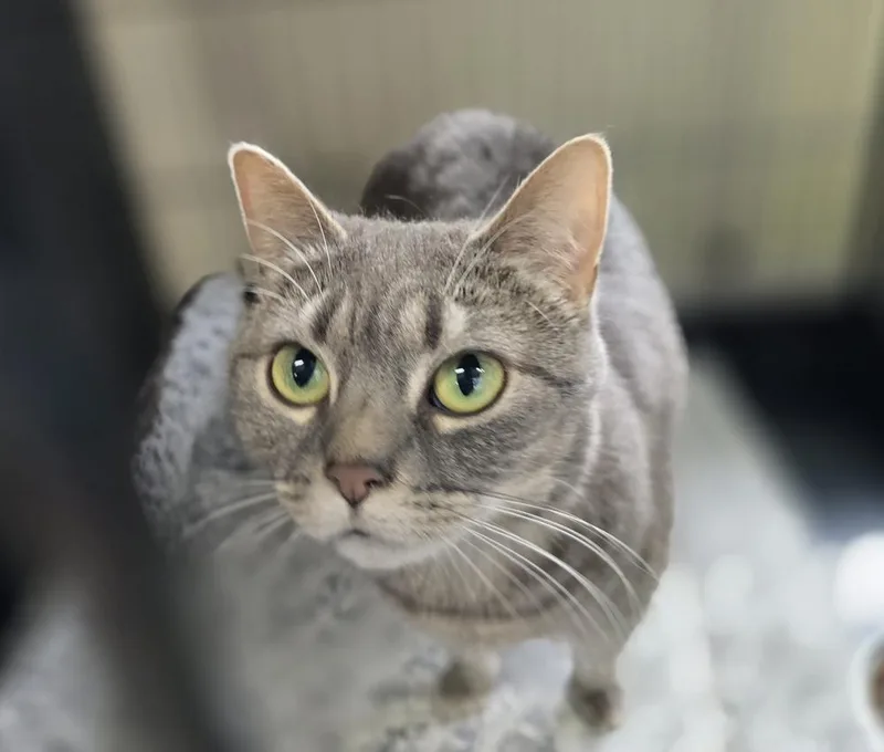 An adult medium-sized female Gray / Blue / Silver Domestic Short Hair cat named Chica for adoption in Southbury, CT