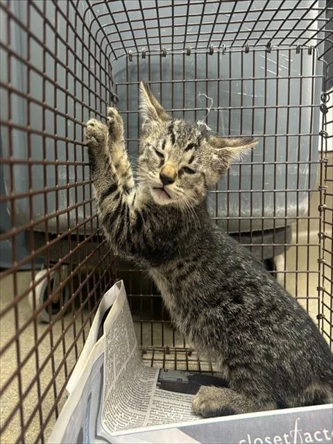 A baby small-sized female Domestic Short Hair cat named Fury for adoption in Fort Lauderdale, FL