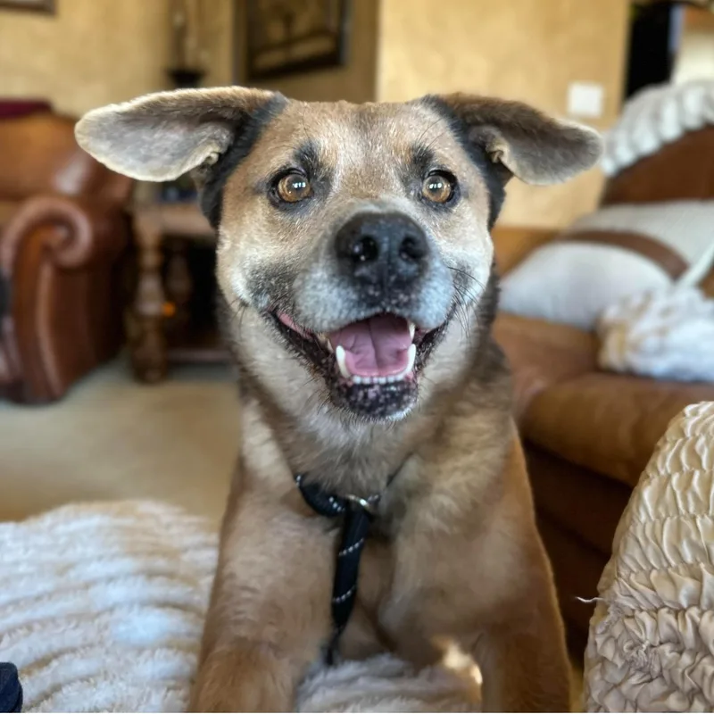 An adult medium-sized male Black Pembroke Welsh Corgi dog named Augie for adoption in Cross Roads, TX