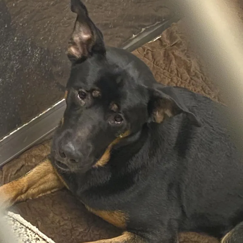 An adult large-sized male Black Mixed Breed dog named Luci for adoption in Red House, WV