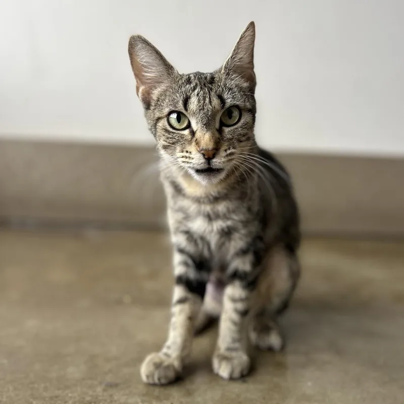An adult medium-sized female Gray / Blue / Silver Domestic Short Hair cat named Bobbi McGee for adoption in Green Bay, WI