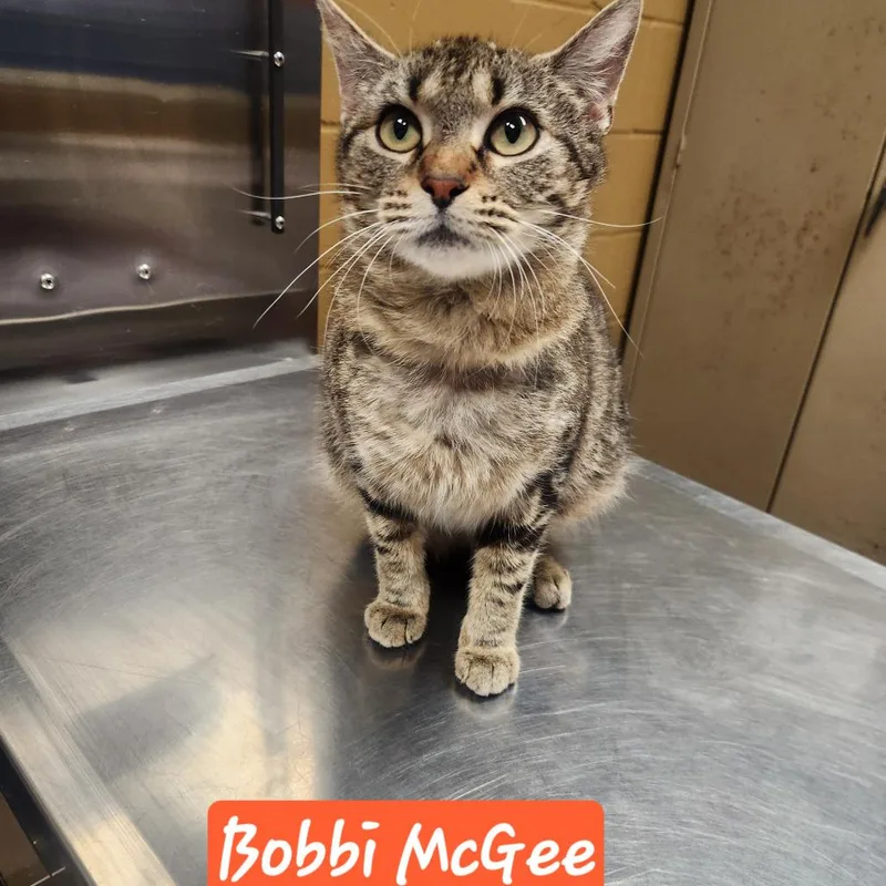 Bobbi McGee thumbnail 3