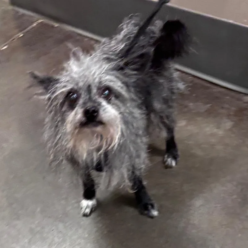 A senior small-sized male Terrier dog named Scully for adoption in Norman, OK