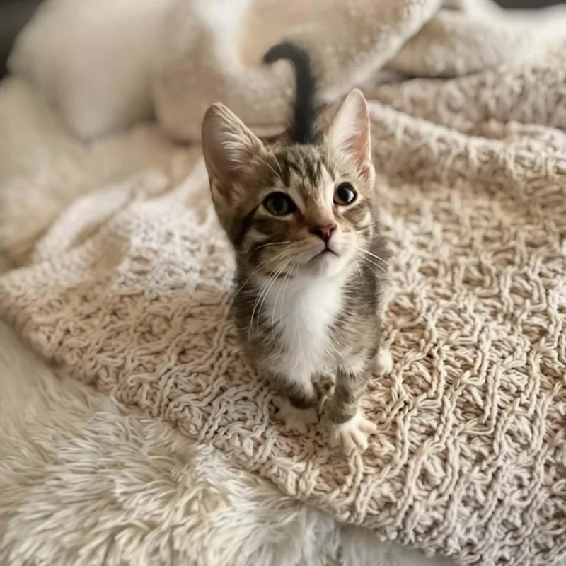 A baby small-sized male Tabby cat named Pepper for adoption in Antioch, CA