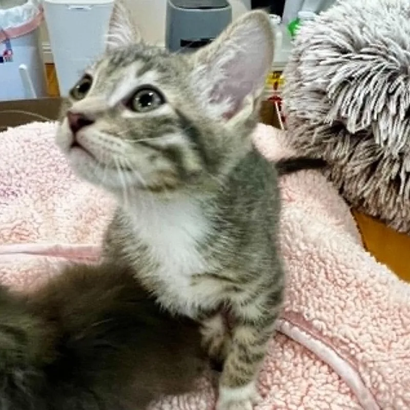 Pepper thumbnail 2