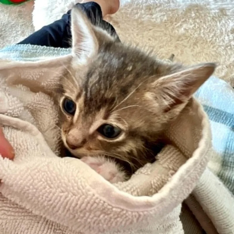 Pepper thumbnail 3