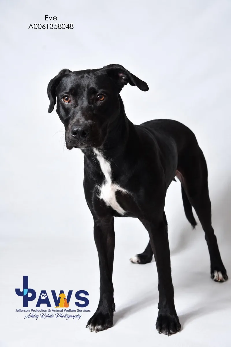 A young medium-sized female Black Labrador Retriever dog named Eve for adoption in Harvey , LA