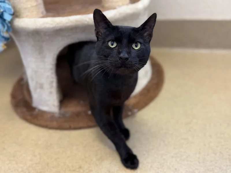 An adult large-sized male Domestic Short Hair cat named Sancho for adoption in Mission Viejo, CA