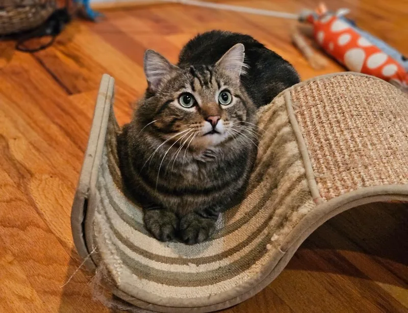 A young medium-sized male Domestic Medium Hair cat named Dex for adoption in Raleigh, NC