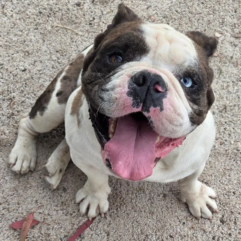 An adult medium-sized male Brown / Chocolate English Bulldog dog named Ronnie for adoption in San Pablo, CA