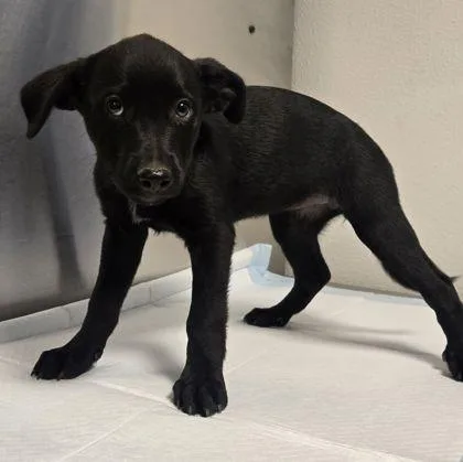 A baby small-sized female Shepherd dog named River for adoption in Fresno, CA