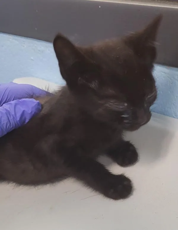 A baby small-sized male Domestic Short Hair cat named Pen  Vinnie for adoption in Lawrenceville, GA